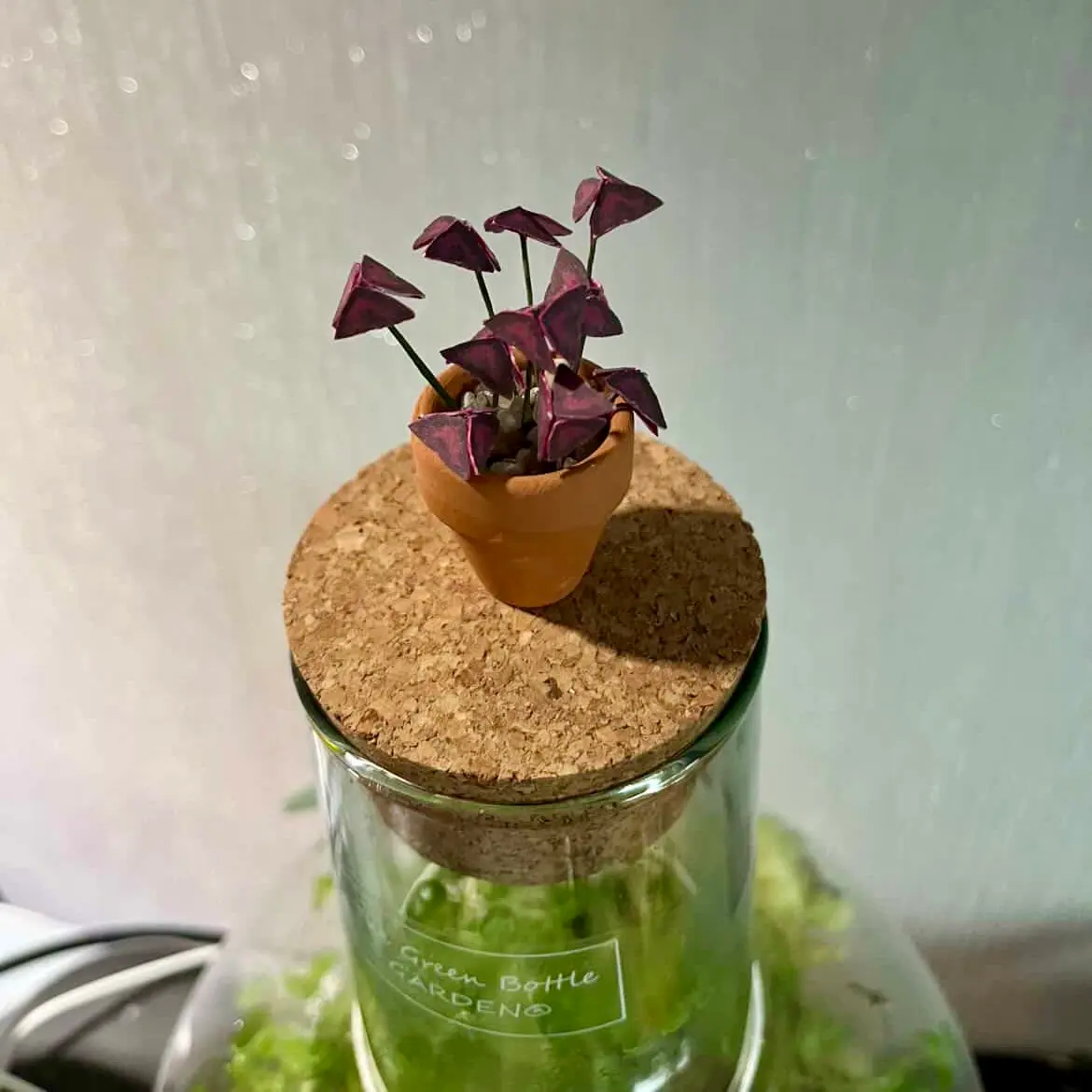 Oxalis Triangularis UGC 18