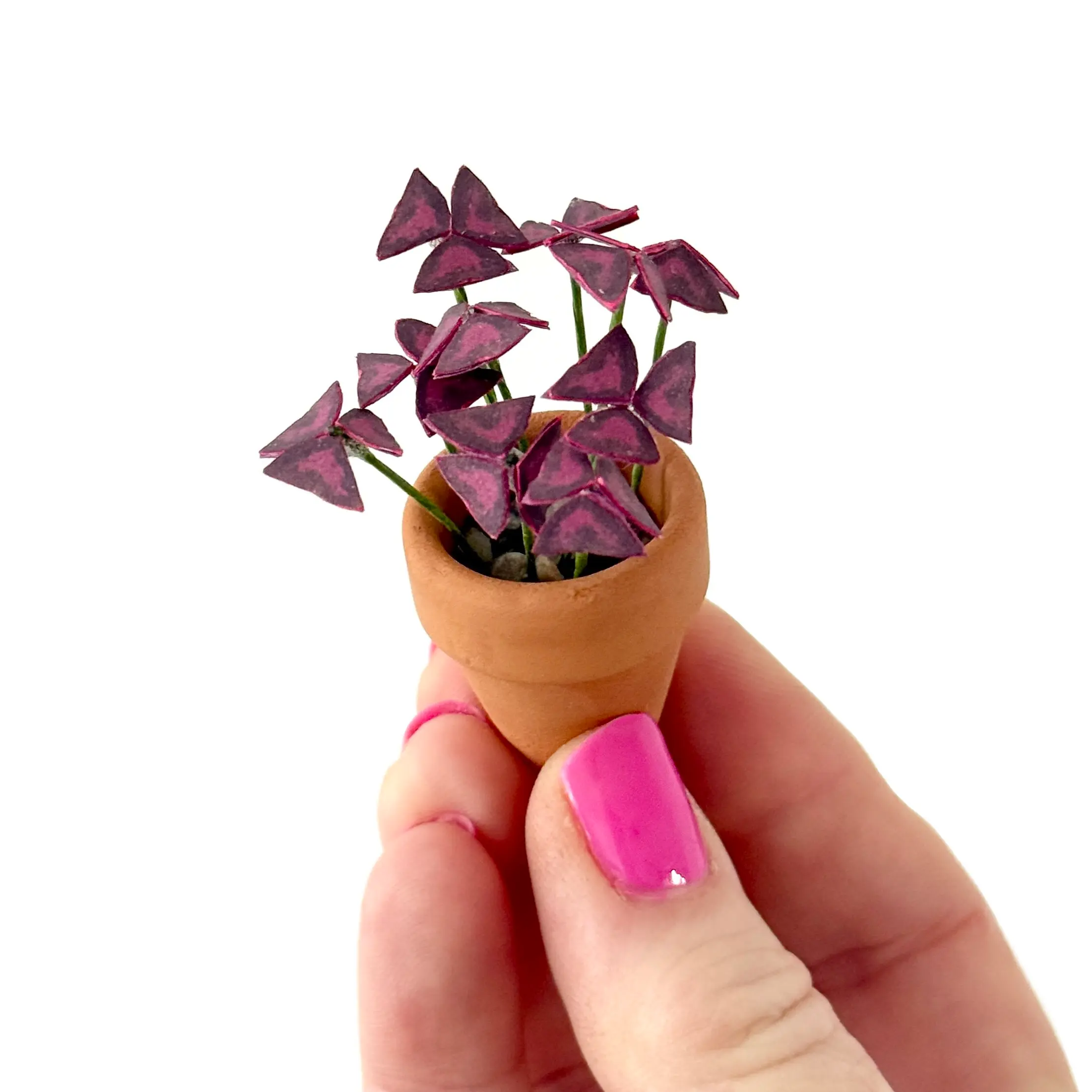Oxalis Triangularis Hand