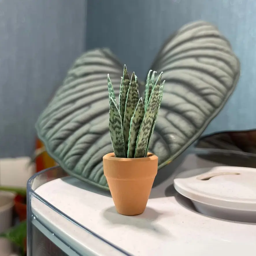 Sansevieria Snake Plant UGC 5