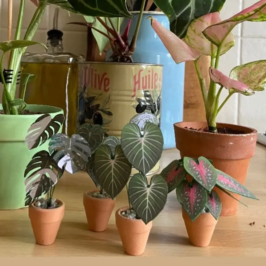 Monstera Albo UGC 6