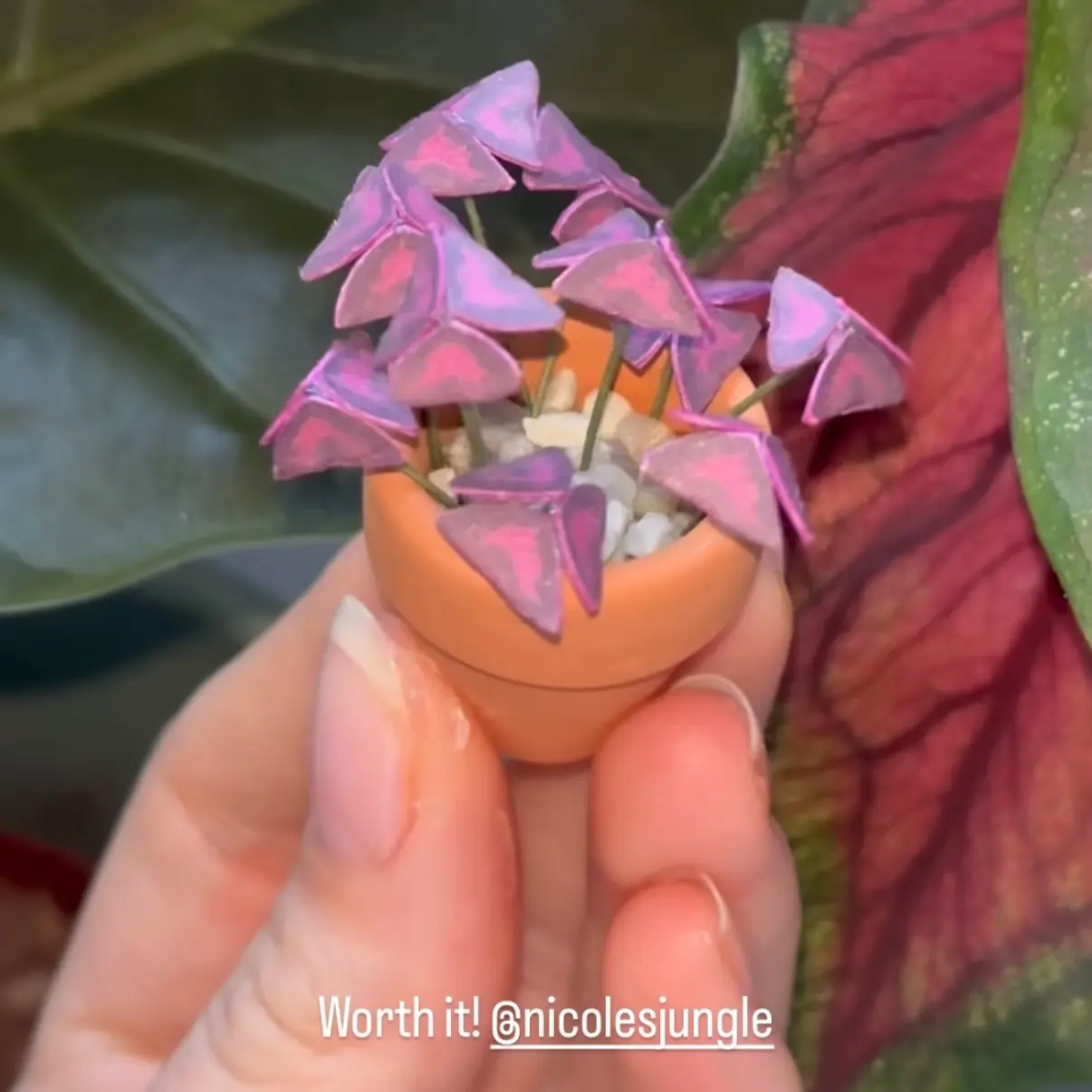 Oxalis Triangularis UGC 9