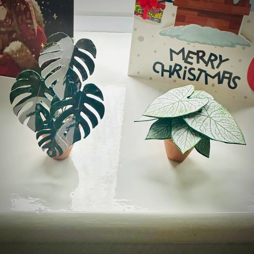Caladium White Christmas UGC 22