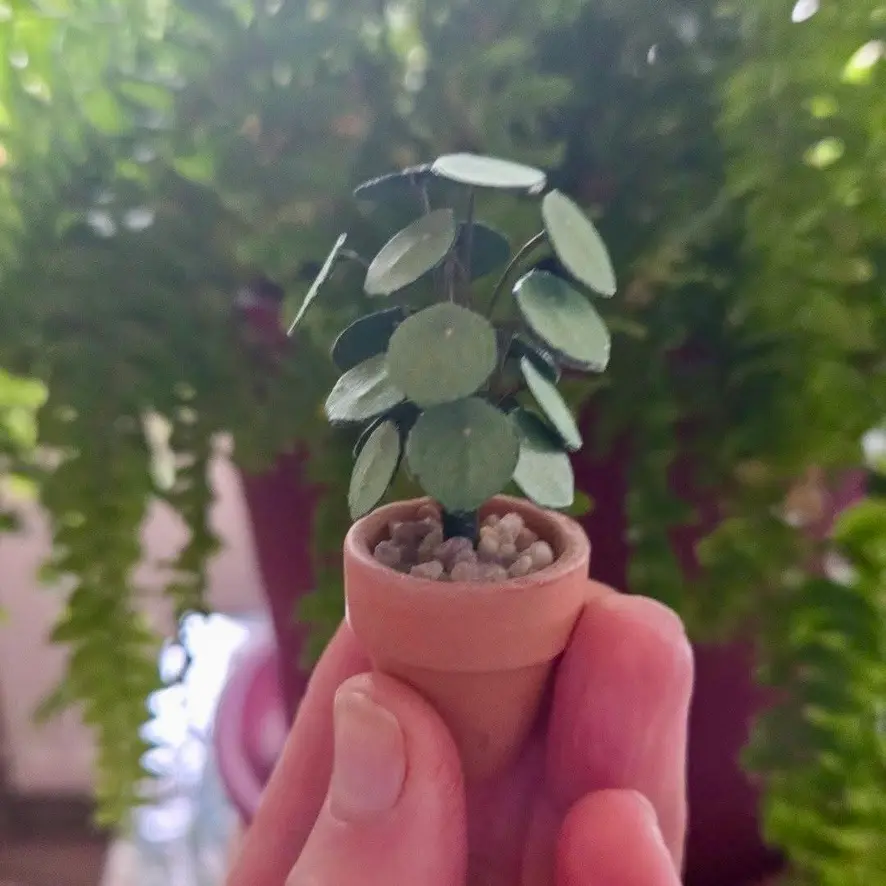 Pilea Peperomioides UGC 15