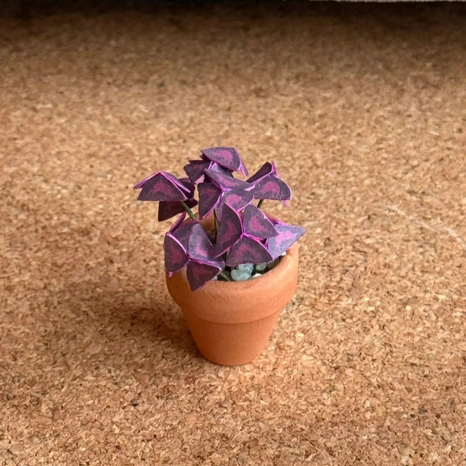 Oxalis Triangularis UGC 16