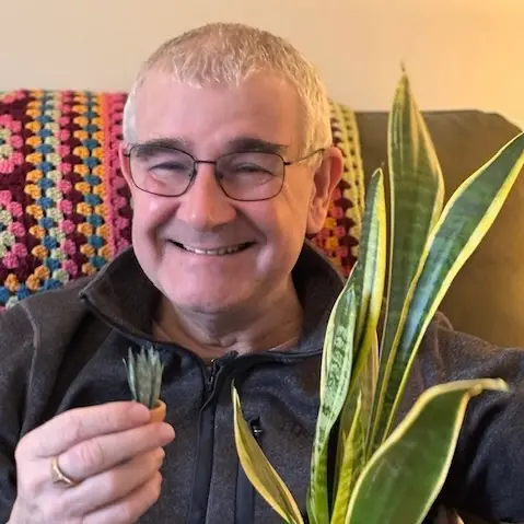 Sansevieria Snake Plant UGC 17