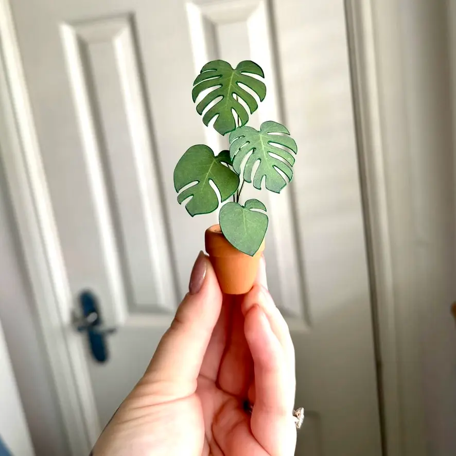 Monstera Deliciosa UGC 6