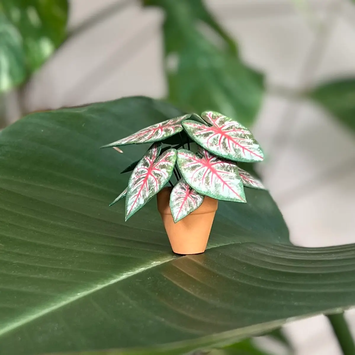 Caladium Rosebud 1