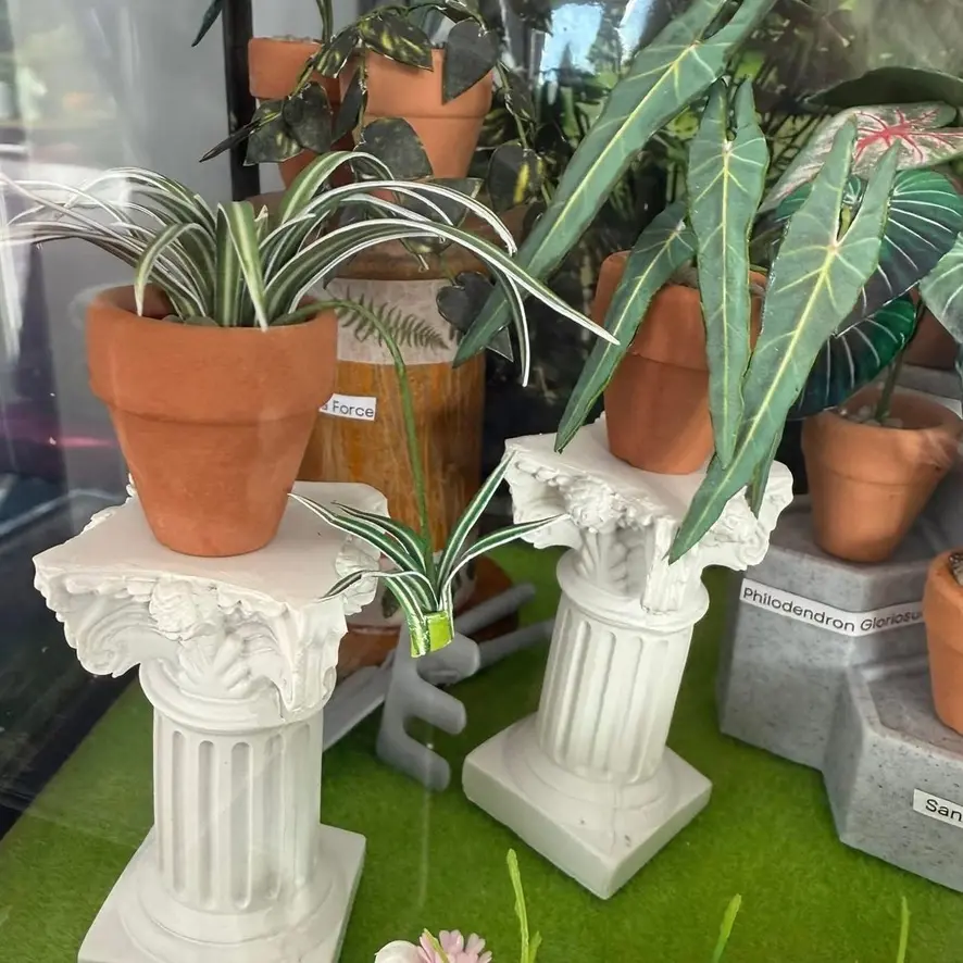 Spider Plant UGC 21