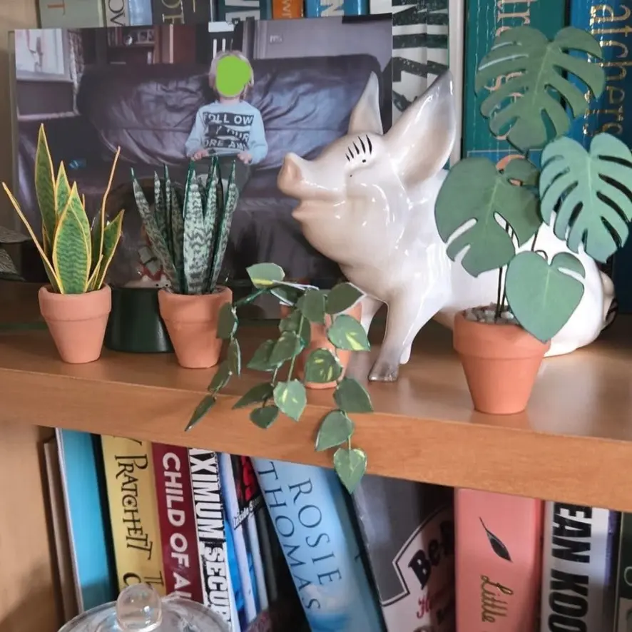 Sansevieria Snake Plant UGC 18