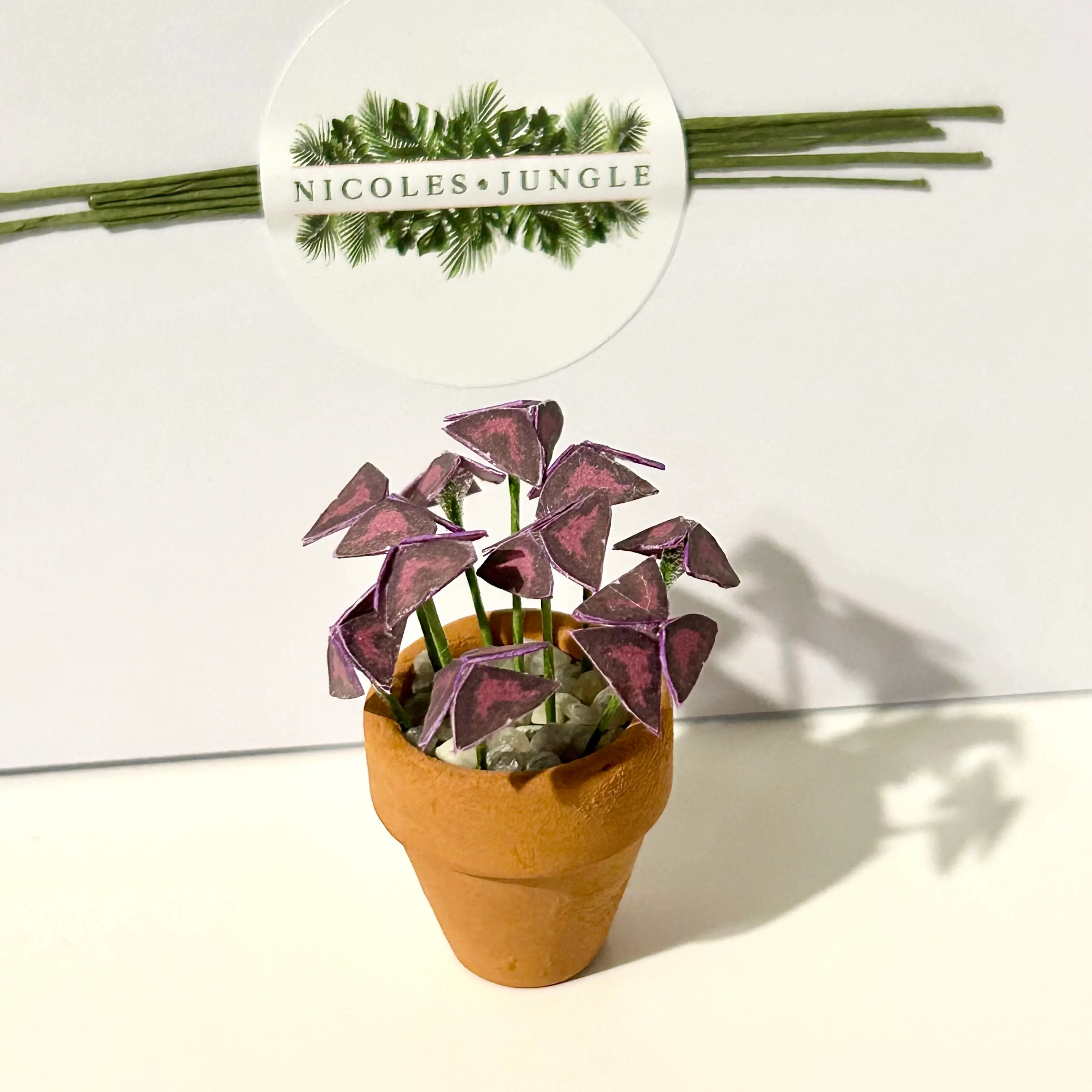 Oxalis Triangularis UGC 17