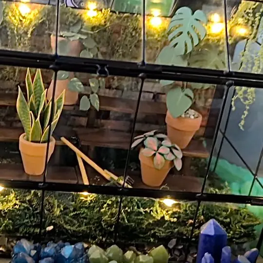 Fittonia UGC 11