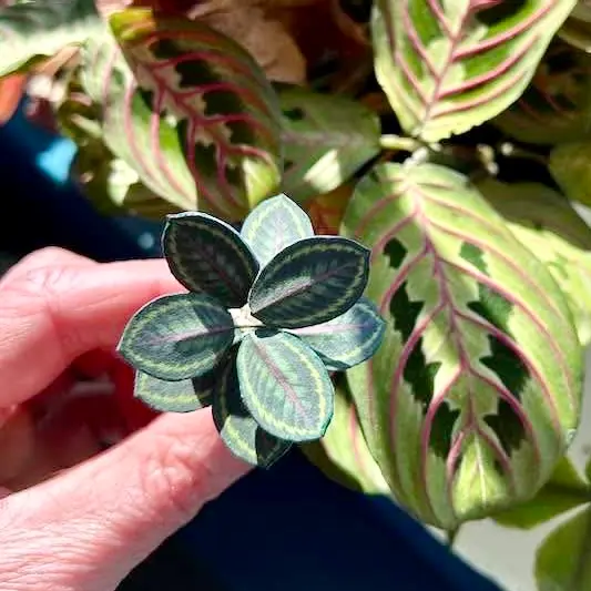 Calathea Medallion UGC 11