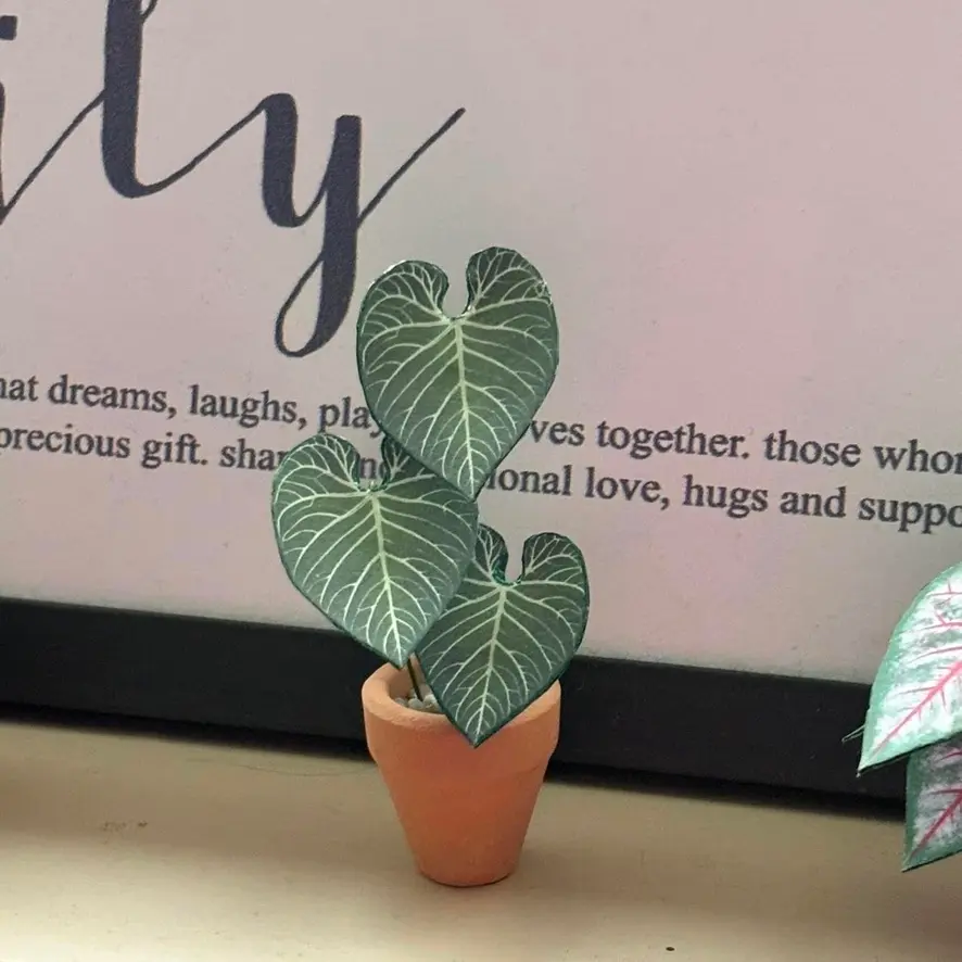 Anthurium Regale UGC 2