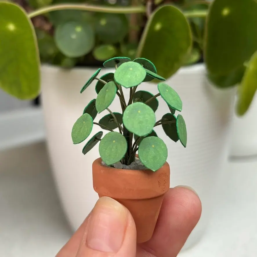 Pilea Peperomioides UGC 1
