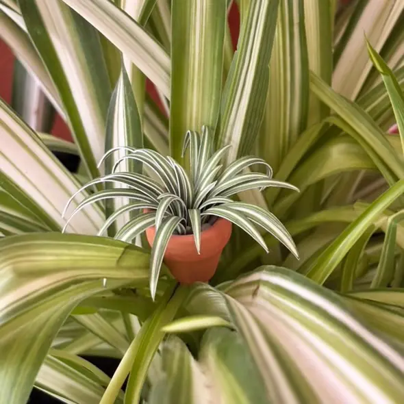 Spider Plant UGC 15