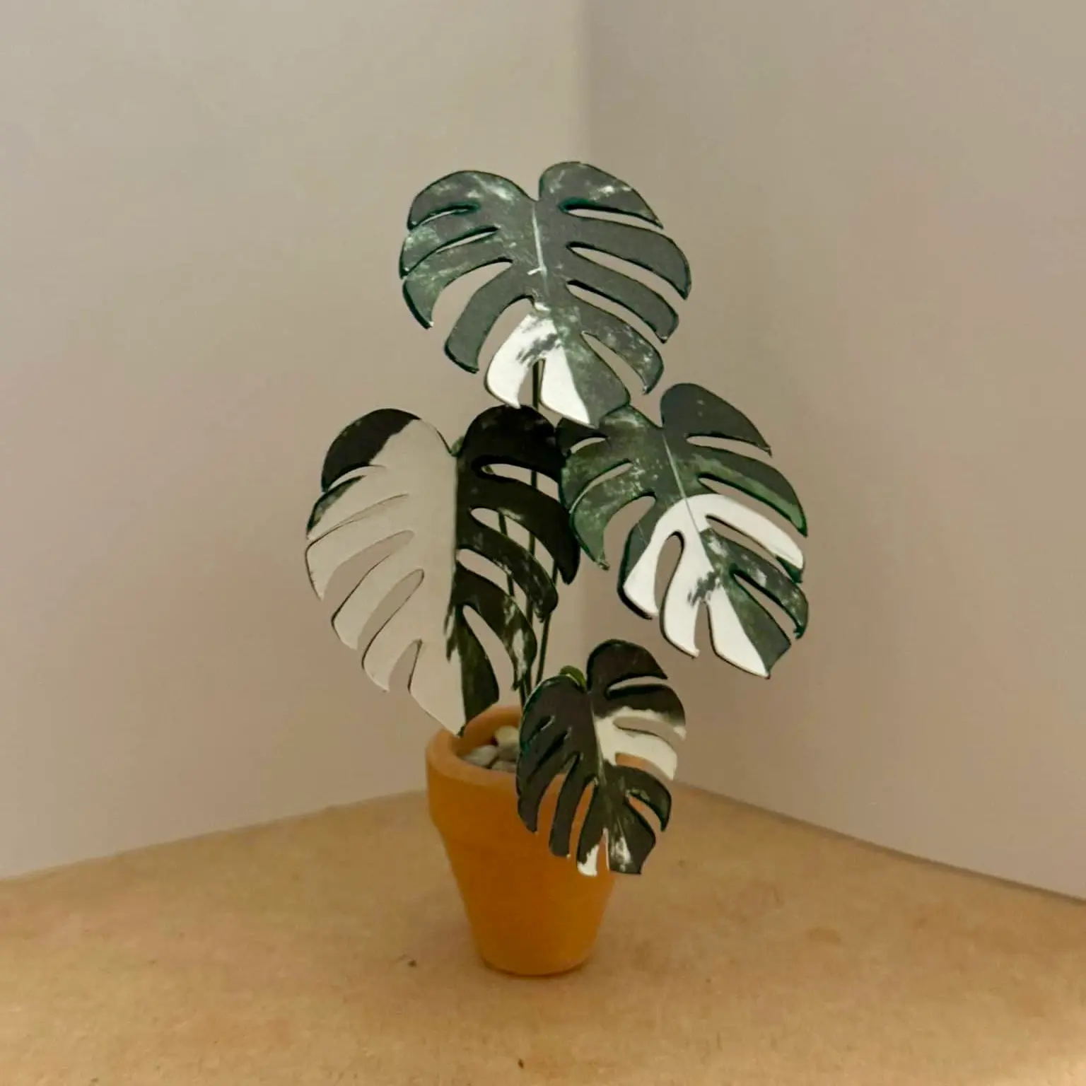 Monstera Albo UGC 9