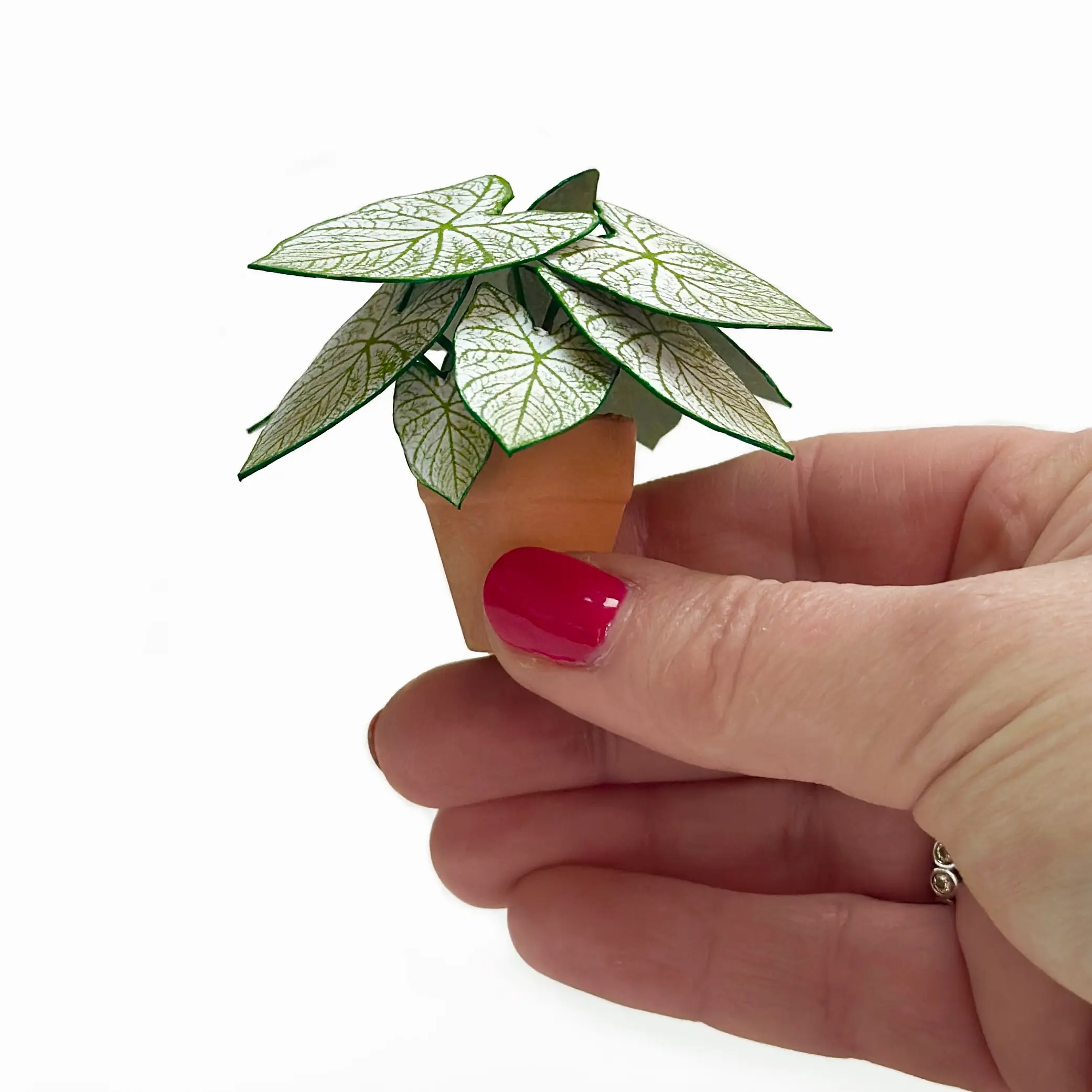 Caladium White Christmas Hand