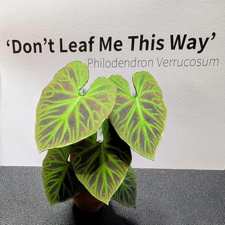 Philodendron Verrucosum UGC 6