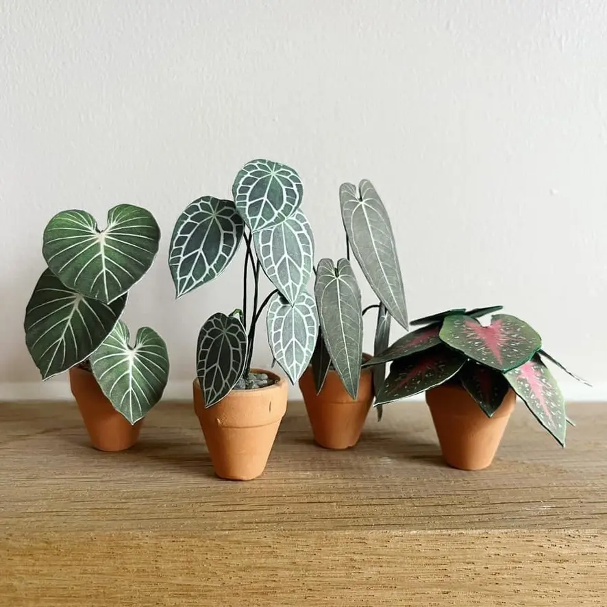 Anthurium Crystallinum UGC 4