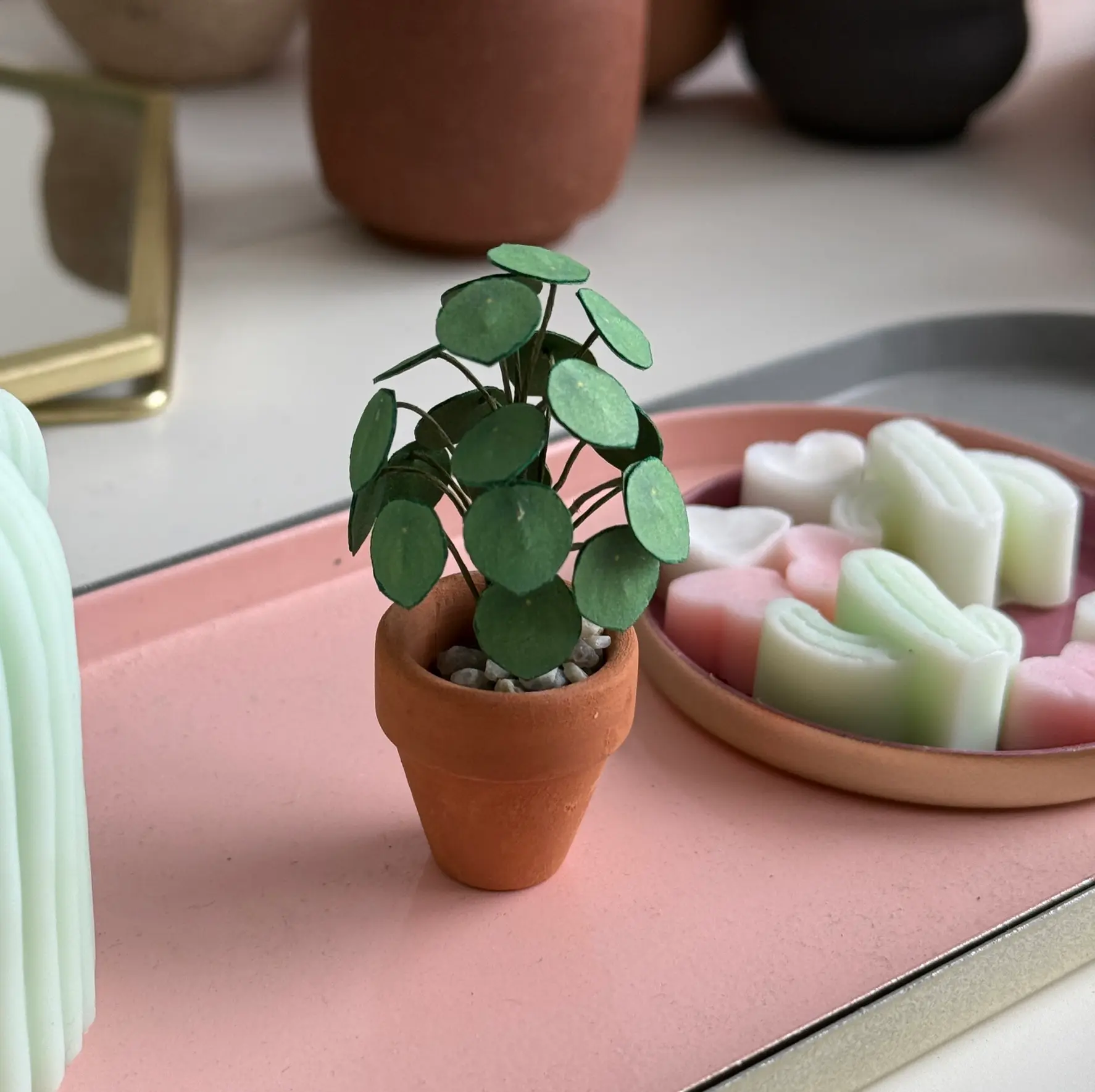 Pilea Peperomioides