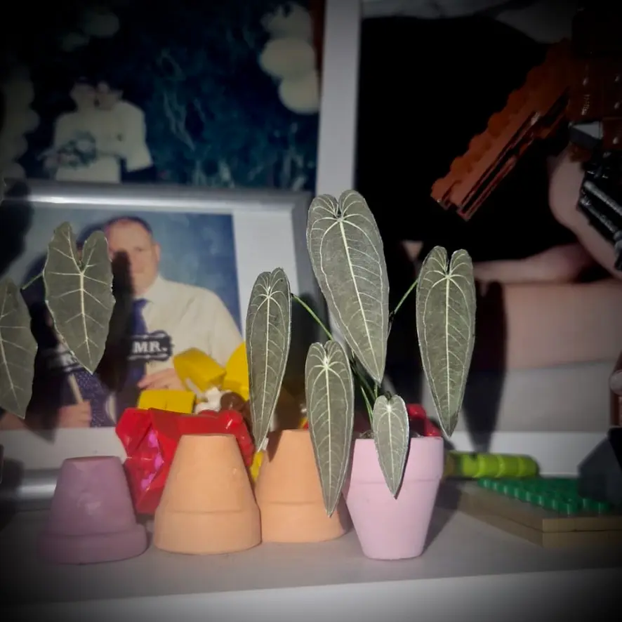 Queen Anthurium UGC 12