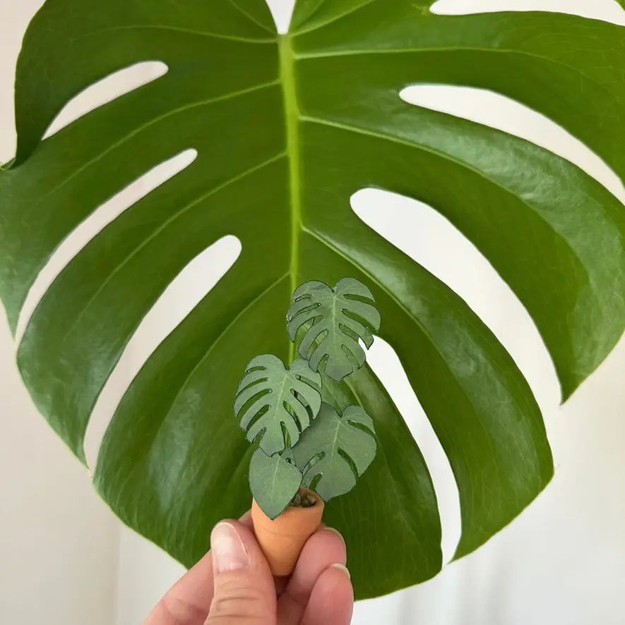 Monstera Deliciosa UGC 13