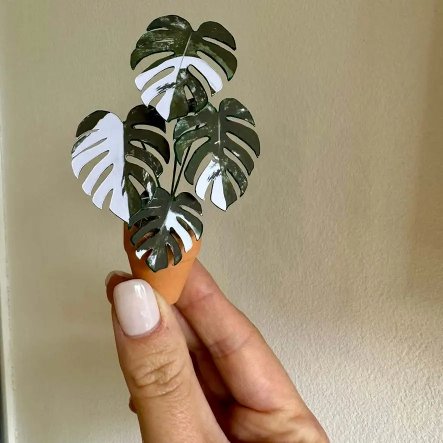 Monstera Albo UGC 2
