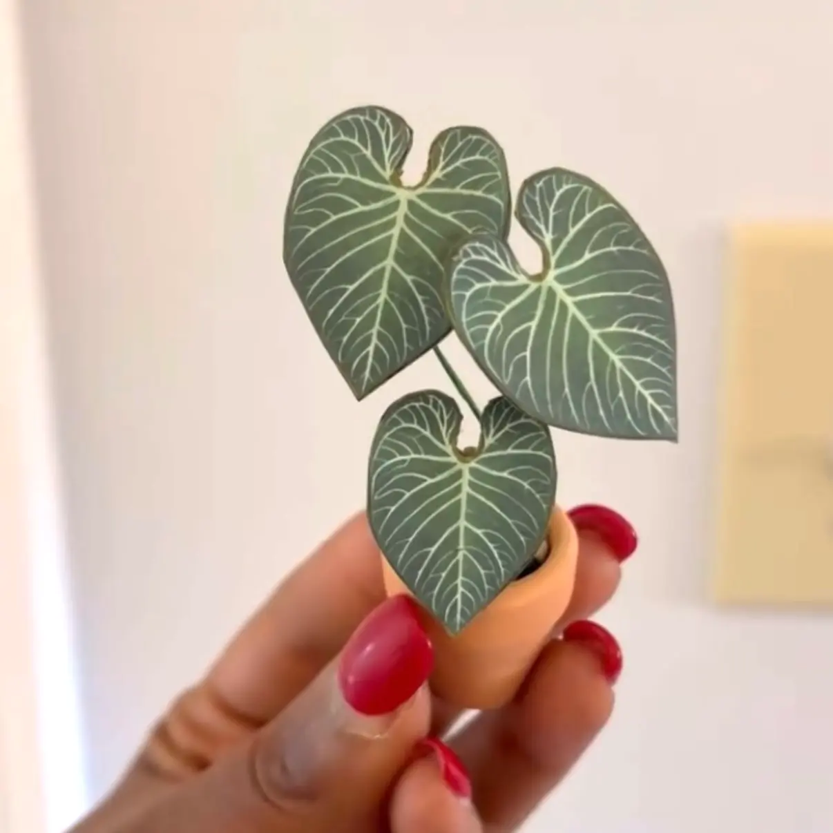 Anthurium Regale UGC 7