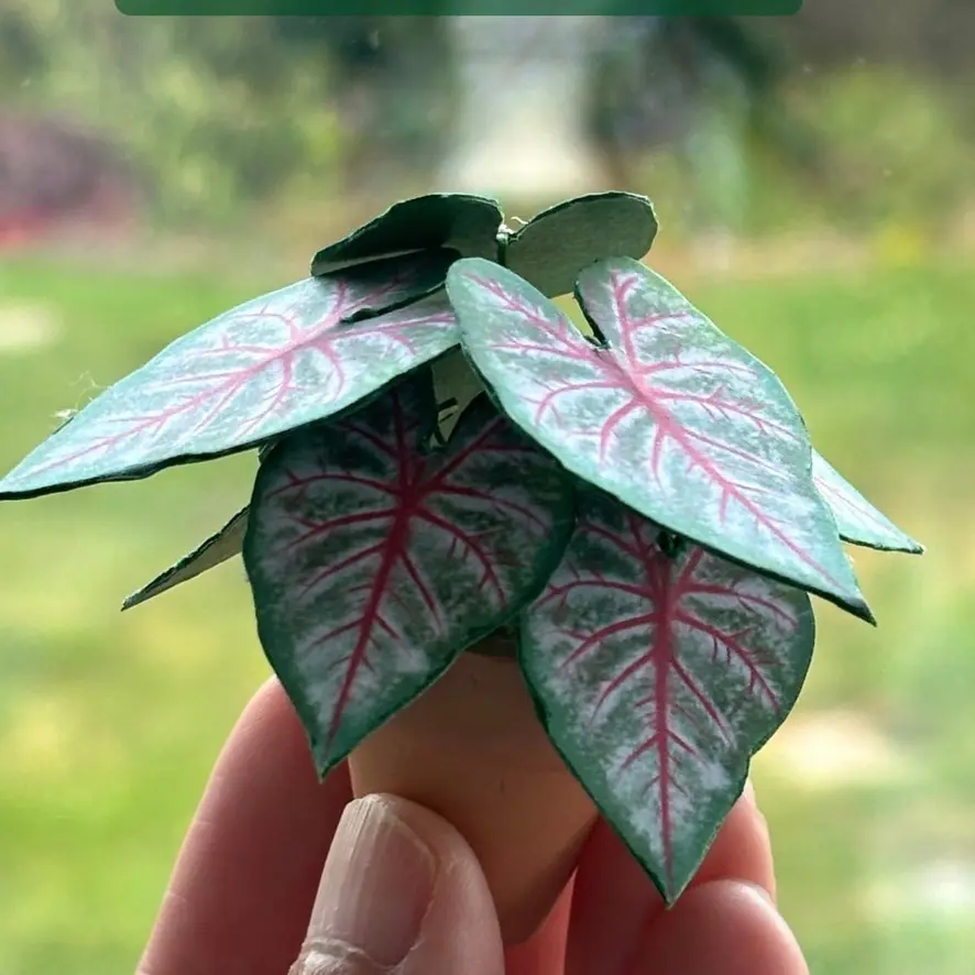 Caladium Rosebud UGC 1