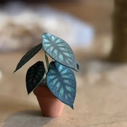 Alocasia Dragon Scale UGC 3