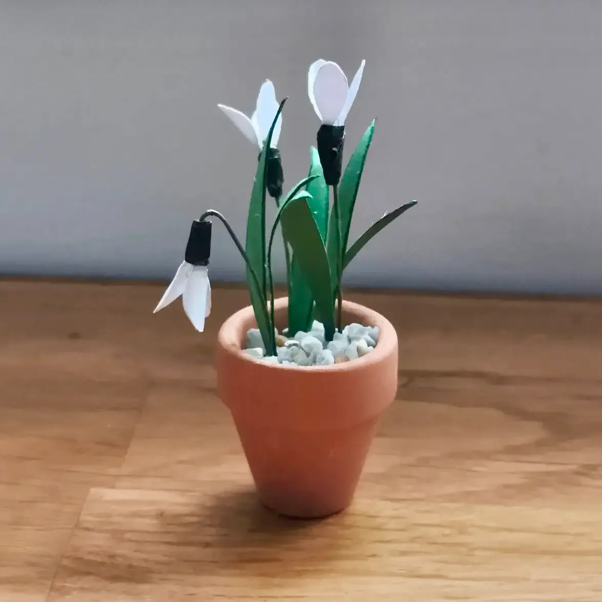 Snowdrop UGC 12