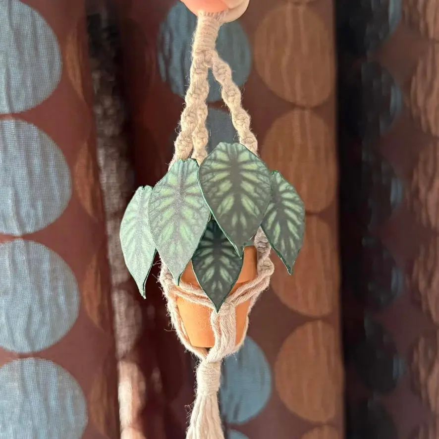 Alocasia Dragon Scale UGC 4