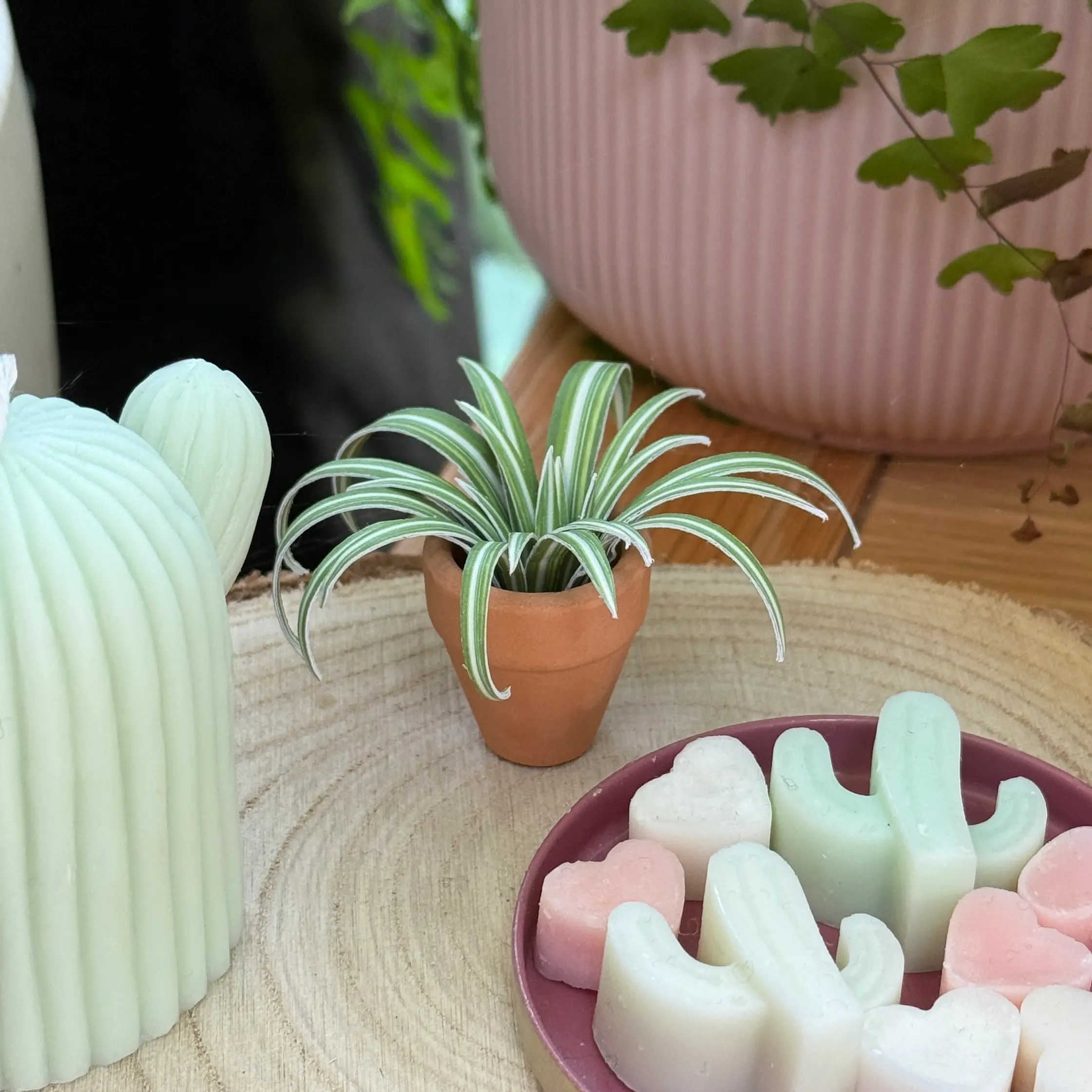 Spider Plant 1