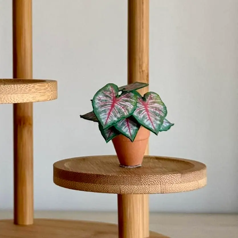 Caladium Rosebud UGC 21