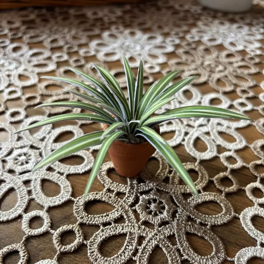 Spider Plant UGC 24