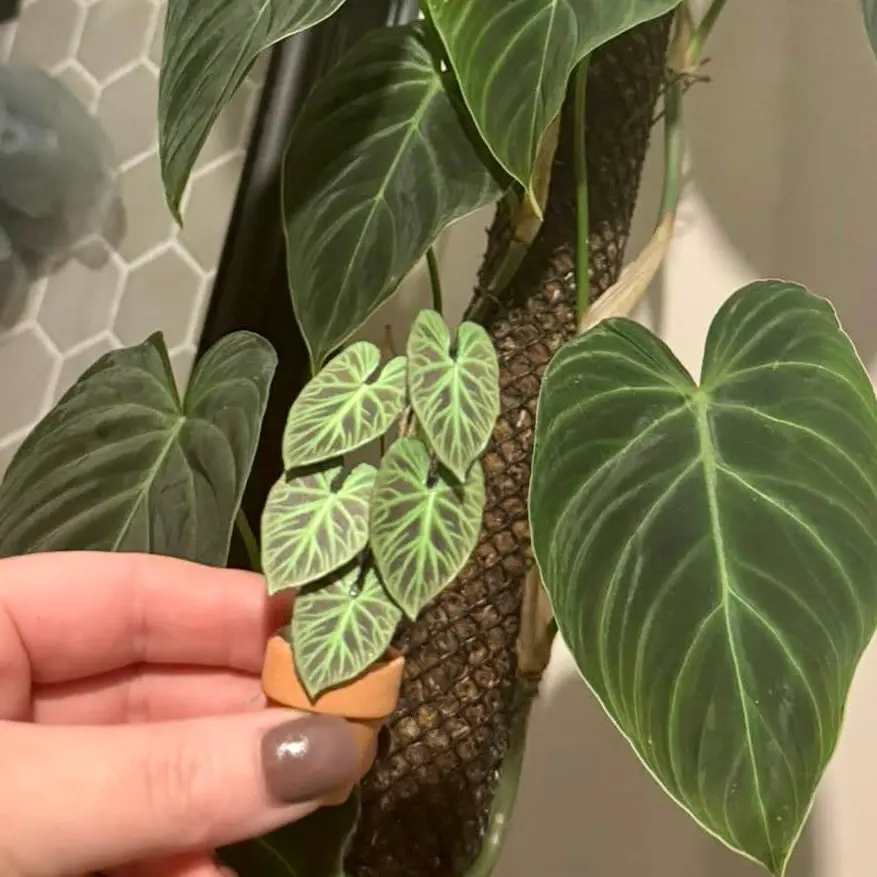 Philodendron Verrucosum UGC 8