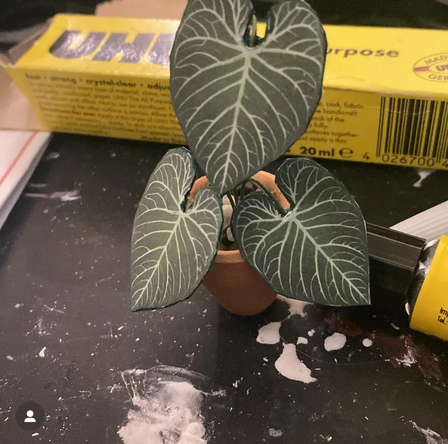 Anthurium Regale UGC 19
