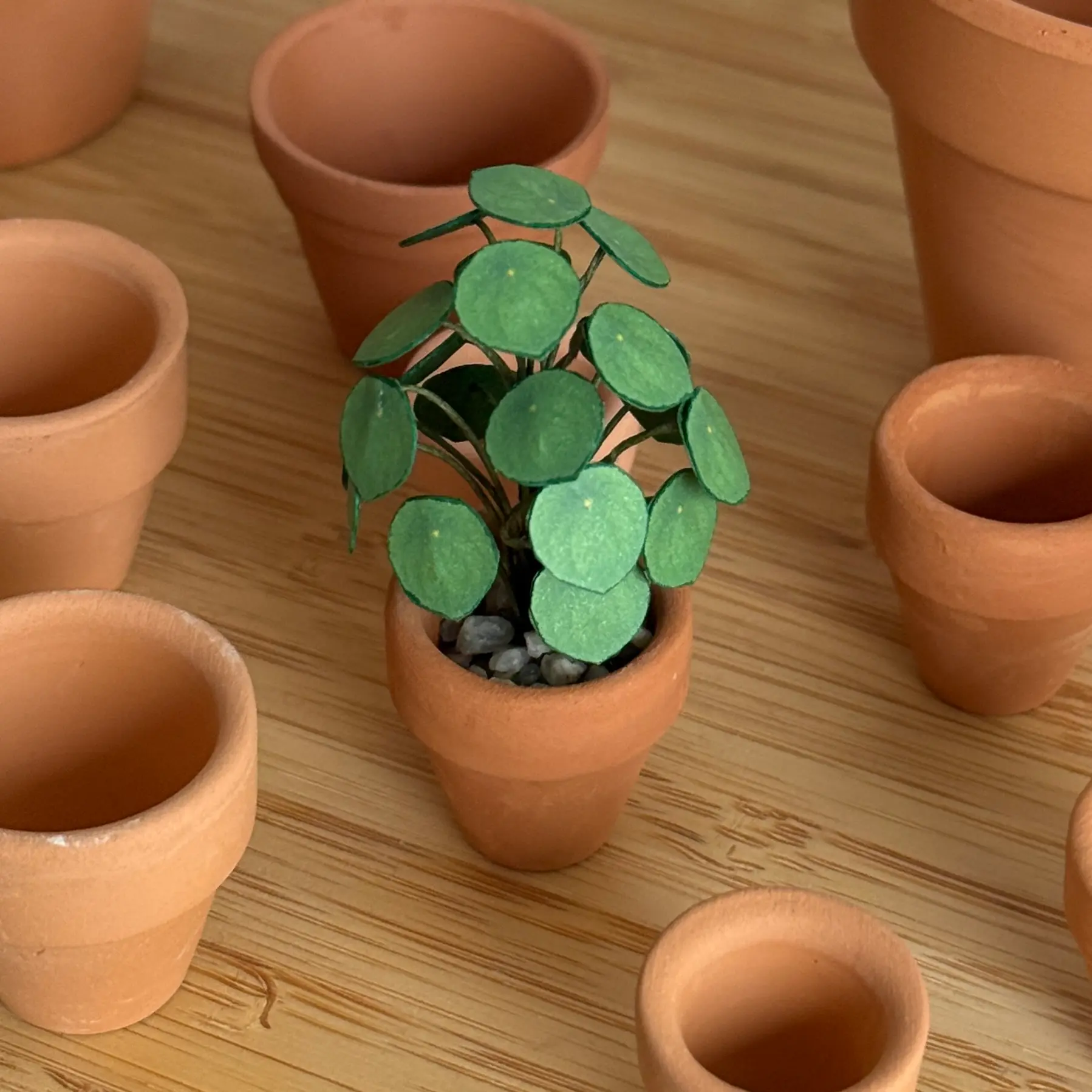 Pilea Peperomioides 1