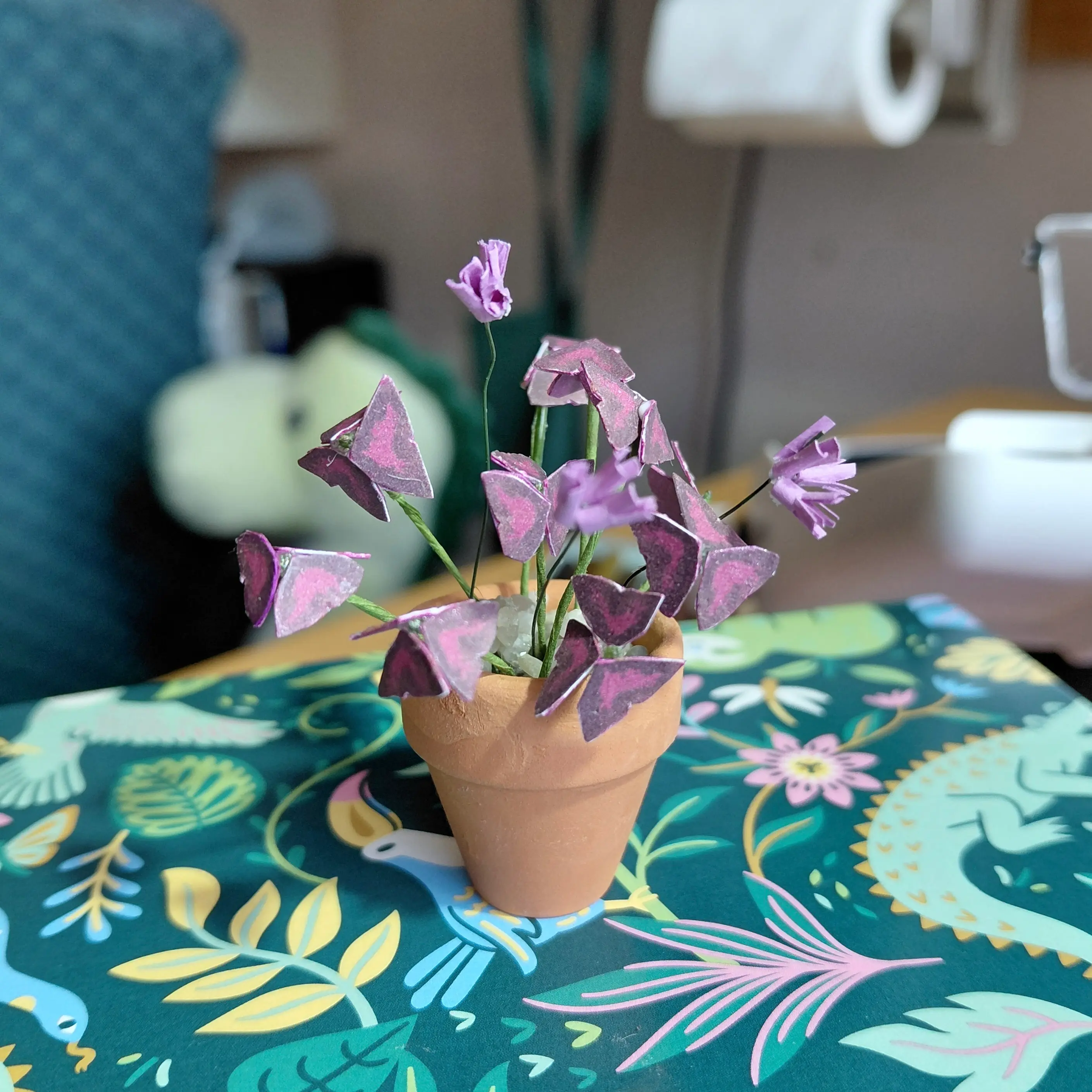 Oxalis Triangularis UGC 8