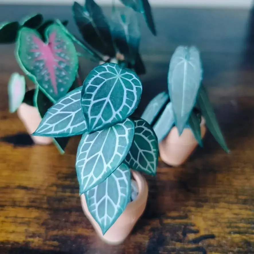 Anthurium Crystallinum UGC 10