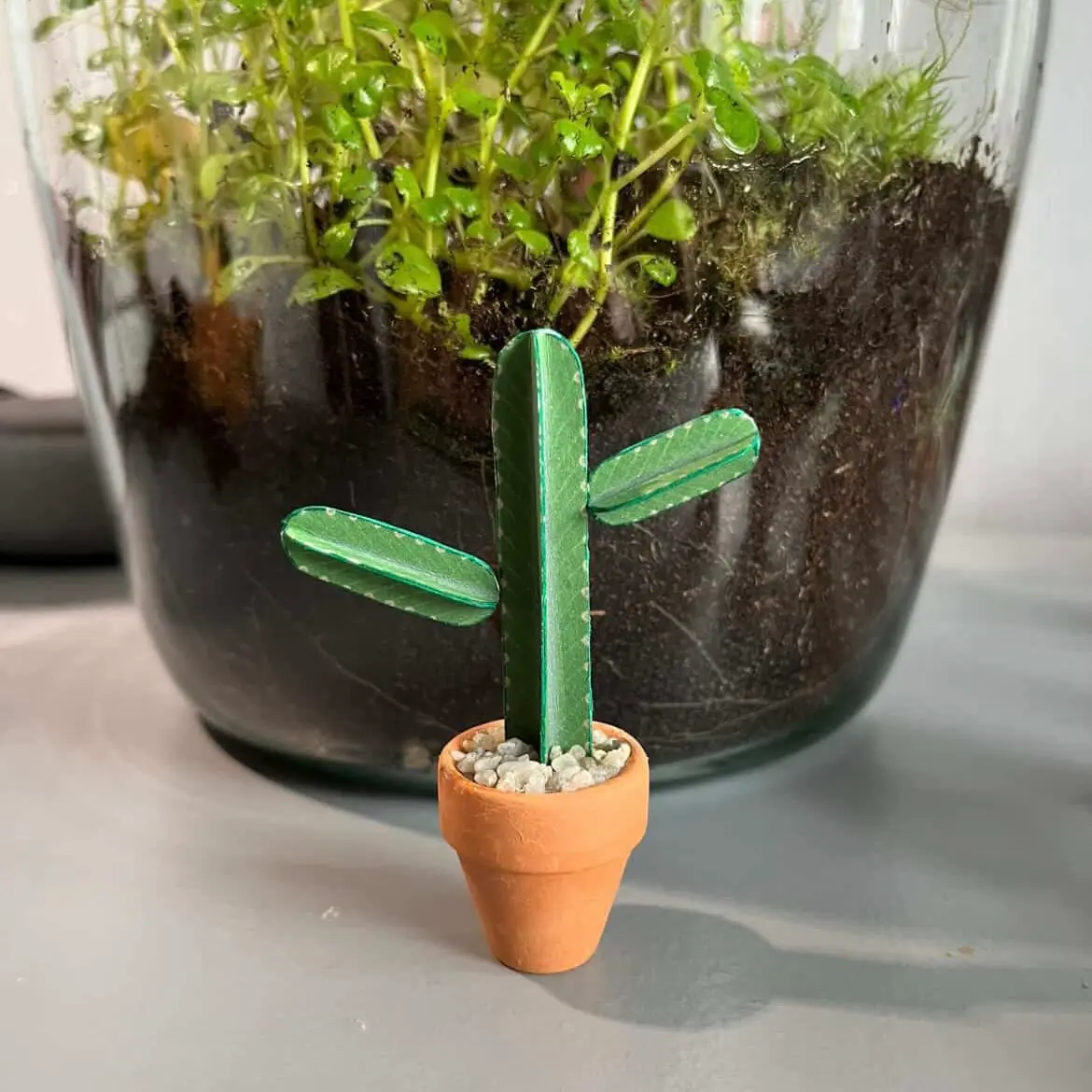 Euphorbia Ingens UGC 14