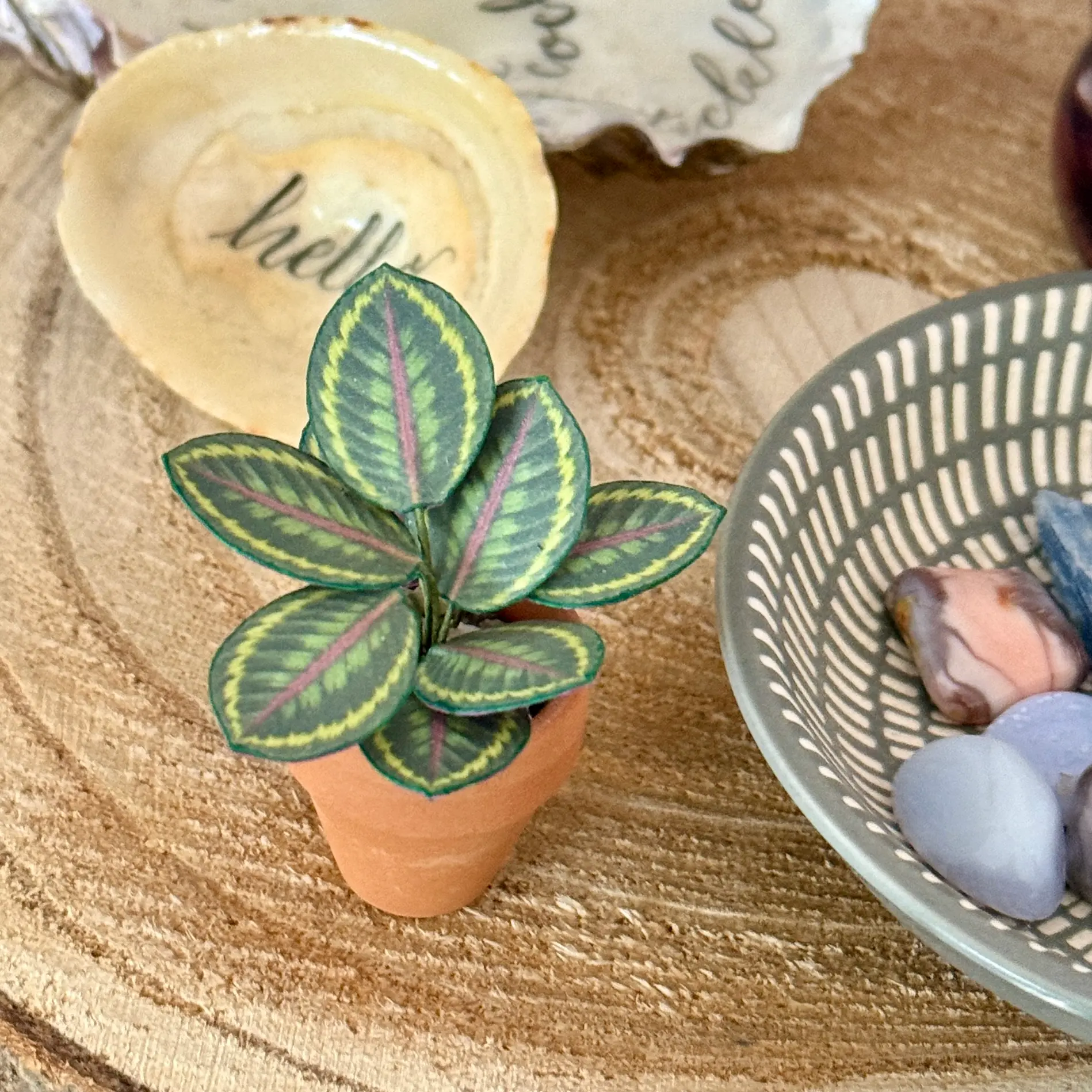 Calathea Medallion 1