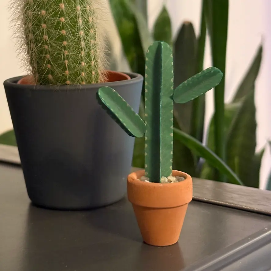 Euphorbia Ingens