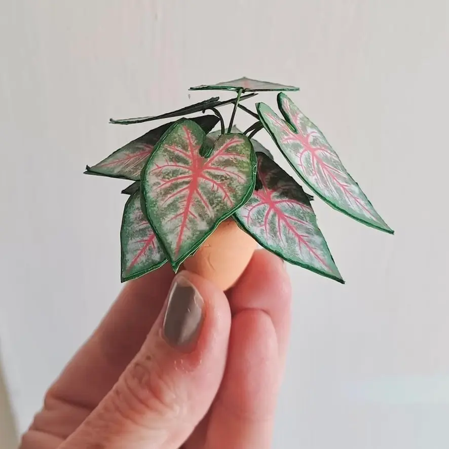 Caladium Rosebud UGC 2