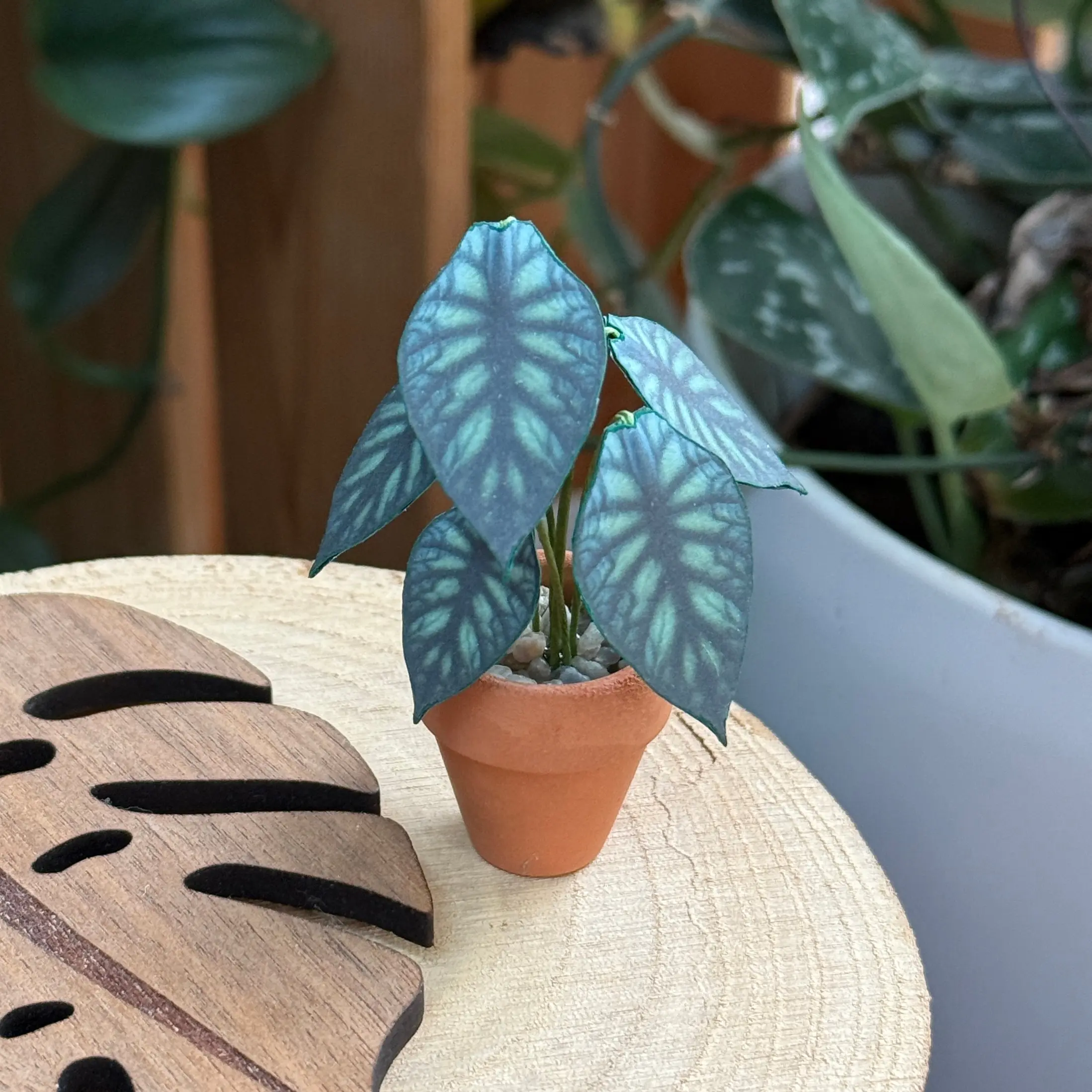 Alocasia Dragon Scale