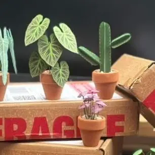 Euphorbia Ingens UGC 11