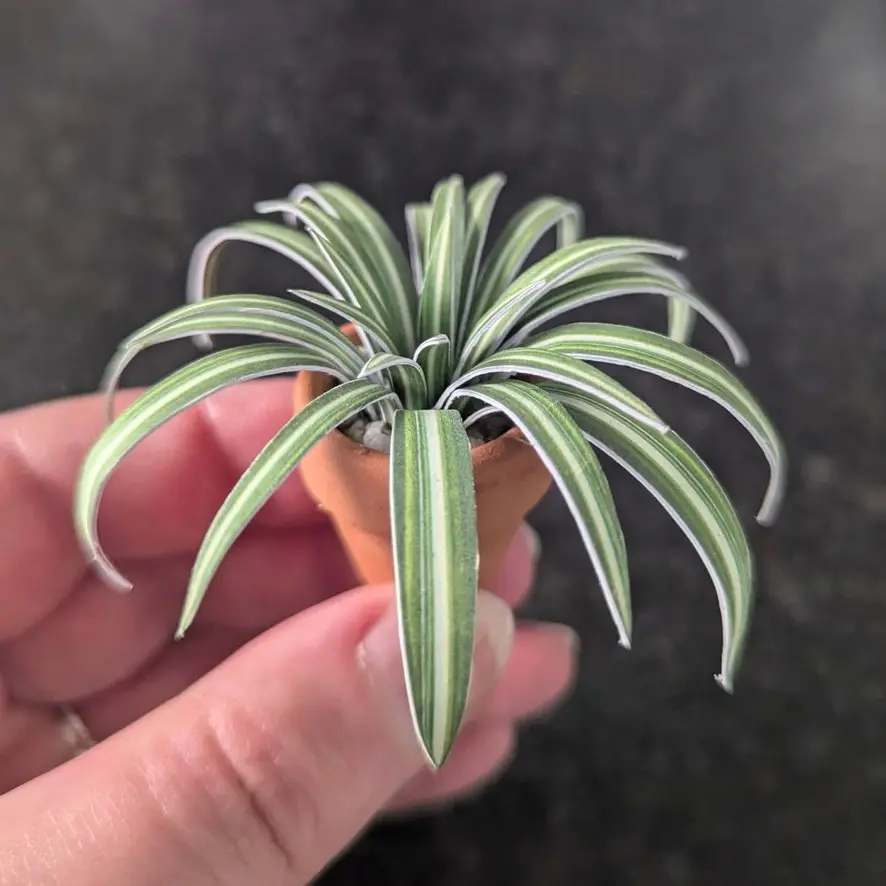 Spider Plant UGC 6