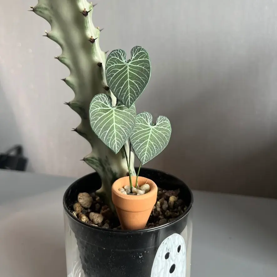 Anthurium Regale UGC 1