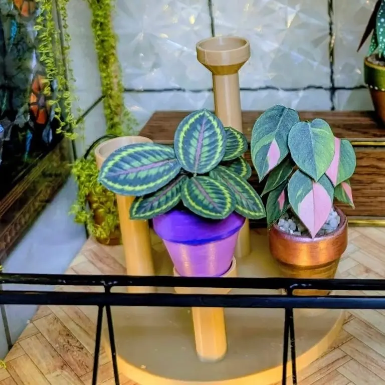 Calathea Medallion UGC 8