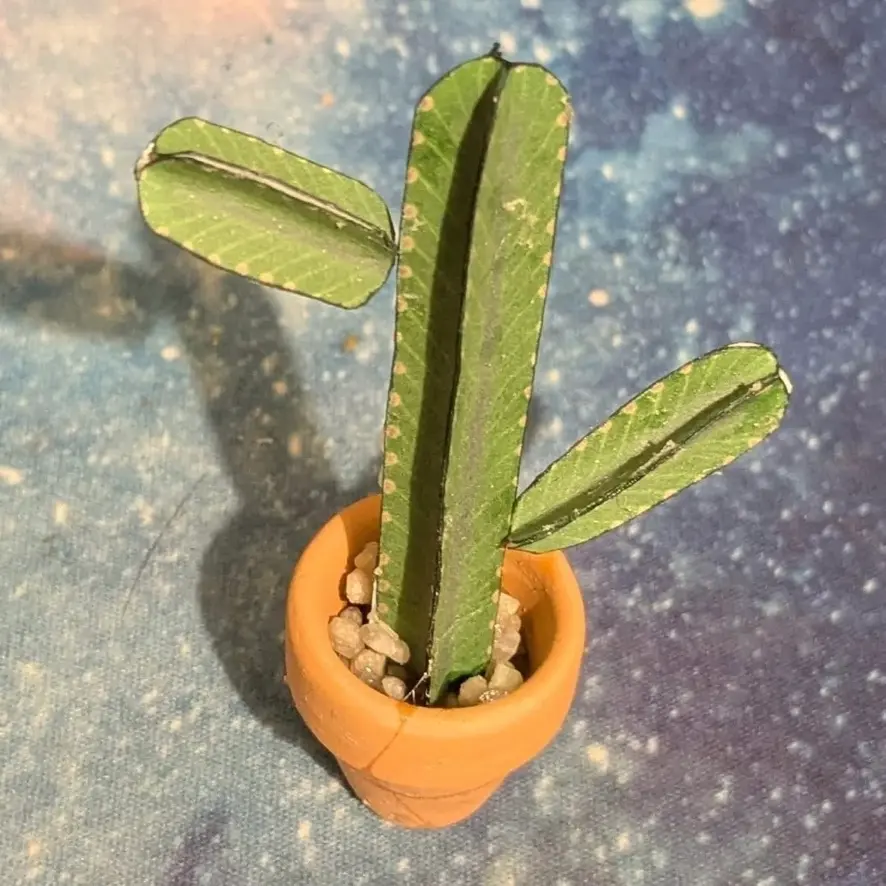 Euphorbia Ingens UGC 10